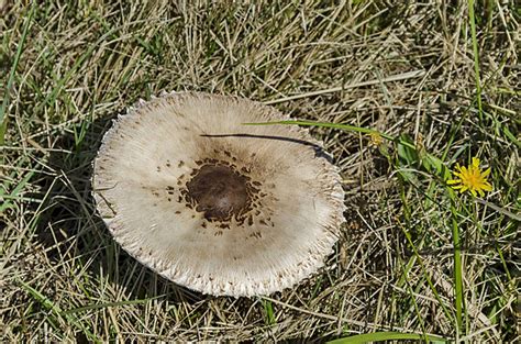 Mushroom Lepiota Procera White Background Lepiota Procera Cap Png
