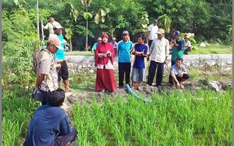 Penyuluhan Pertanian Di Desa Meningkatkan Produktivitas Dan