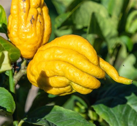 How To Eat Buddhas Hand Fingered Citron Fruit