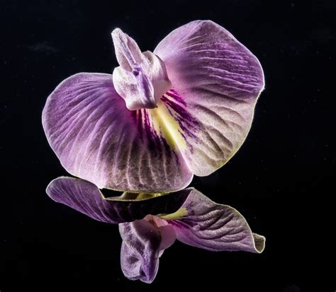 Small Flower Violet - Free photo on Pixabay - Pixabay