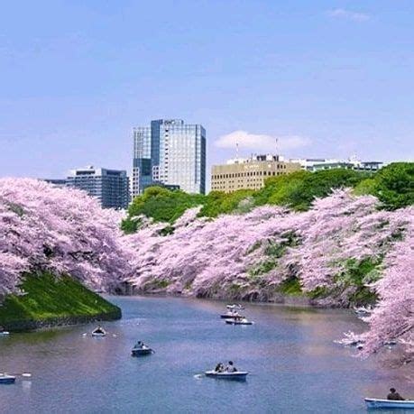 Sakura Matsuri Cherry Blossom Festivals There Are Hundreds Of Regional