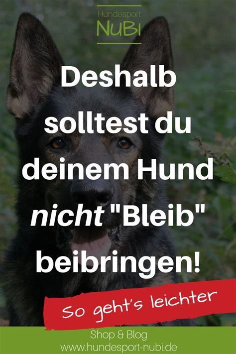 Dem Hund Bleib Beibringen Aber Wie Hier Zeigen Wir Dir Wie Unsere