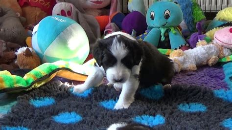 Bearded Collie Puppies March Youtube