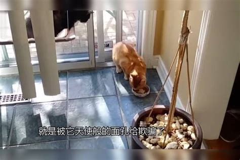 你知道橘猫是什么吗？猫中“多肉动物”，究竟可以胖到什么程度？动物什么程度