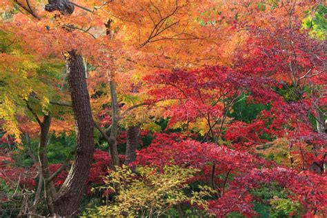 Autumn Foliage in the Sankeien Garden, Yokohama, Kanagawa, Japan Stock ...