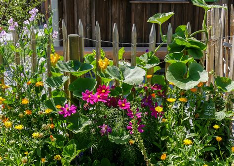 Free Images Blossom Lawn Flower Bloom Backyard Botany Flora