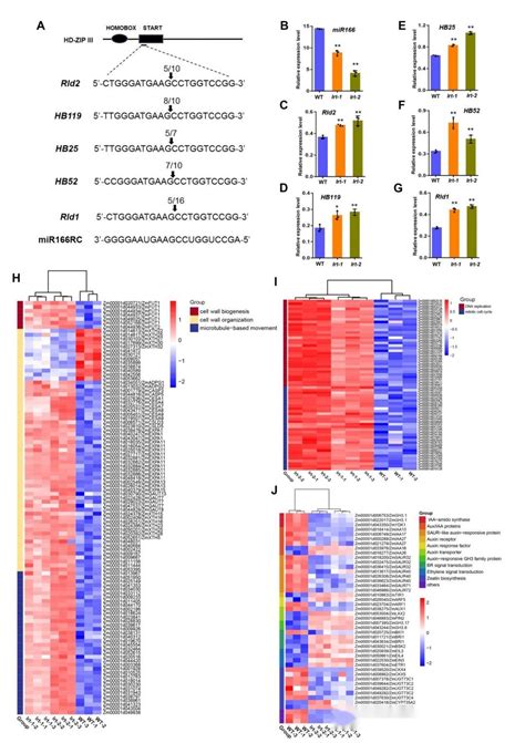 Plant Biotech JmiRNA 前体基因ZmLRT在调控玉米侧根数量和耐旱性中的作用 知乎