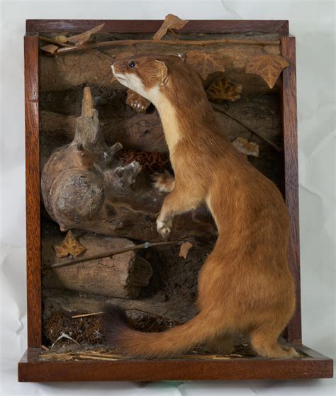 Stoat UK Bird Small Mammal Taxidermist Mike Gadd