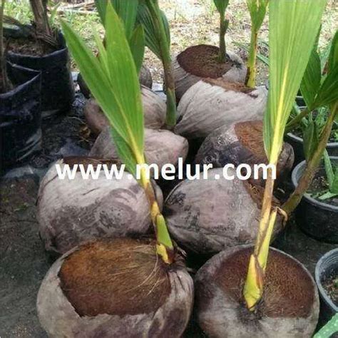 mm anak pokok kelapa matag kuning  kelapa buah kuning muda