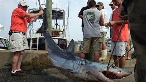 Thresher Shark Attack