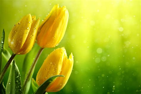 Radiant Yellow Tulips In Bokeh 4K Ultra HD Wallpaper