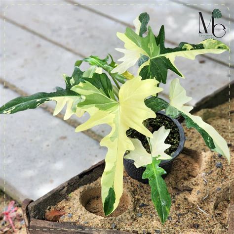 Philodendron Golden Dragon Variegated One Of The Trendy Variegated