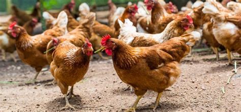 Huevos De Gallinas Felices De Todo Un Poco