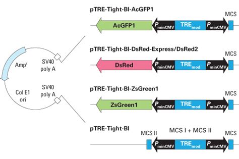 Tet-On and Tet-Off systems: second generation