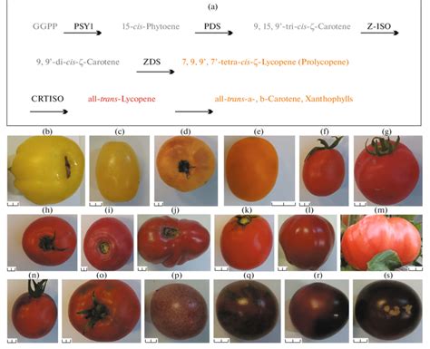 Scheme Of Carotenoid Biosynthesis In Tomato Fruit A And Photographs