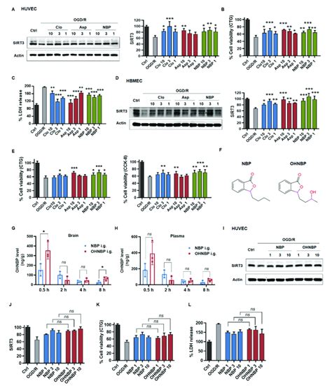 Clinical Drugs Rescue Sirt To Reduce Ogd R Induced Injury A The