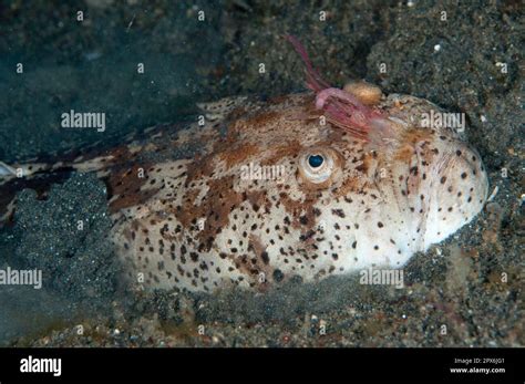 Marbled Stargazer Marbled Stargazer Other Animals Fishes Perch Like