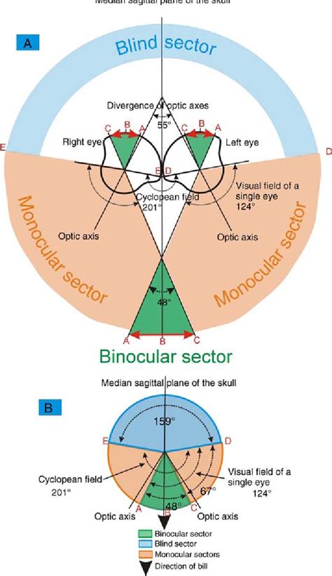 Pdf What Is Binocular Vision For A Birds Eye View Semantic Scholar