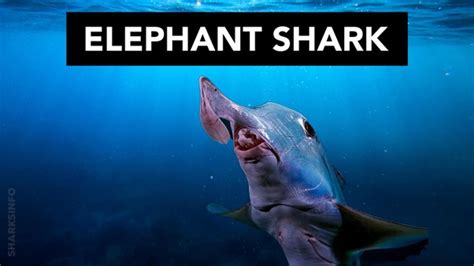 Elephant Shark | Everything you need to know – sharksinfo.com