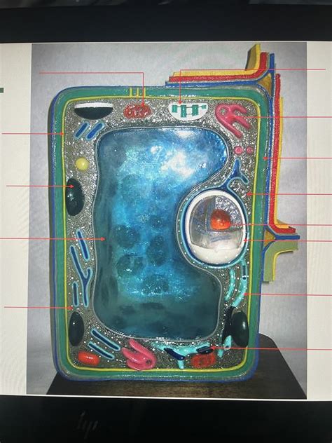 Plant Cell BIOL 105 Lab 1 Practical Diagram Quizlet