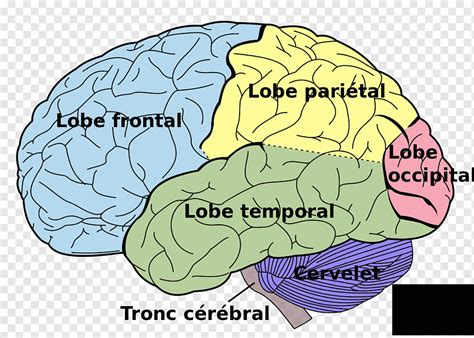 Brain Lobes Telegraph