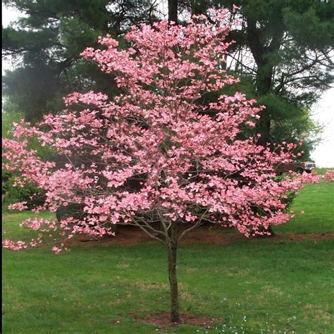 Pink Dogwood Tree, Gorgeous Rose Pink Flowers In Spring, Vibrant Red B ...