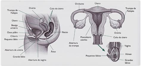 Sistema Reprodutor Humano