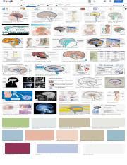 Spinal Cord Csf Google Search Spinal Cord Spinal Cord Anatomy Hot Sex