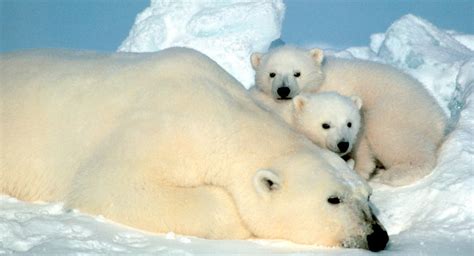 Polar Bear « Big Animals