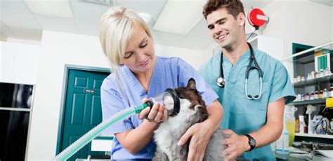 Vet Tech Schools | The Top Online Schools for Veterinary Technicians