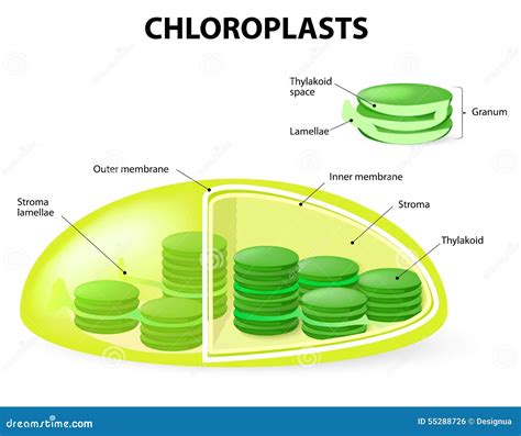 Structure Of A Chloroplast Stock Vector - Image: 55288726