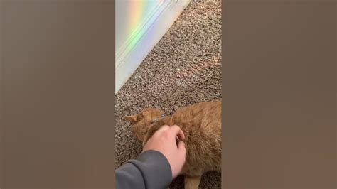 Mrkitty Cats Youtube