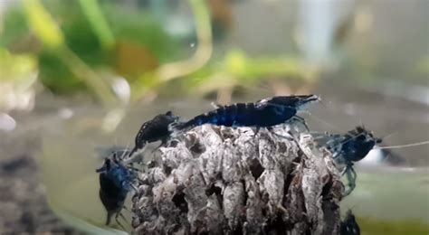 How To Start A Freshwater Shrimp Colony In A Planted Aquarium