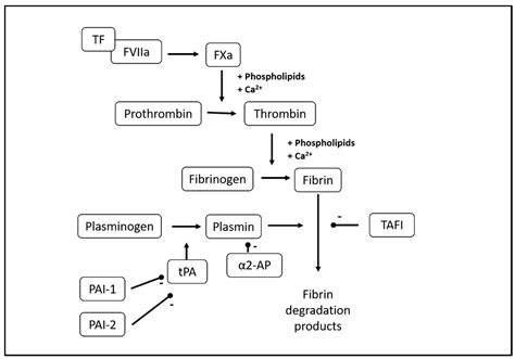 Fibrin Clot Formation And Lysis In Plasma