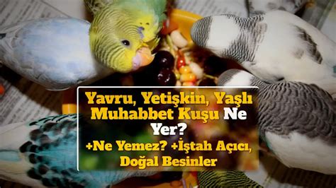 Yavru Yeti Kin Ya L Muhabbet Ku U Ne Yer Ne Yemez Tah A C