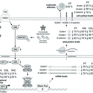 Schematic Representation Of The Effects Of Pt And Vin Col And Pac In