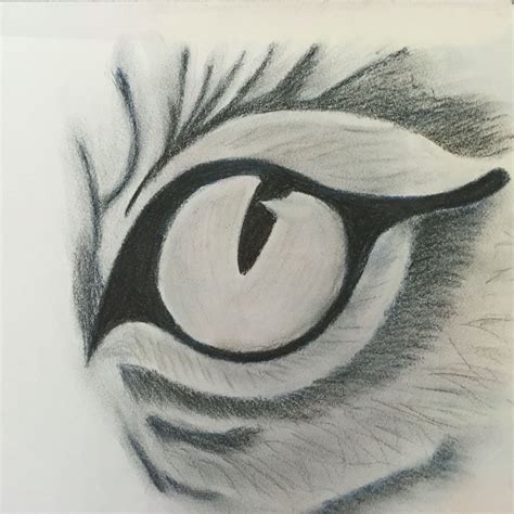 Tiger Eyes Drawing at GetDrawings | Free download