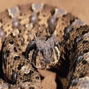 Buy Bitis Arietans Venom Online Puff Adder Dr Venom Shop