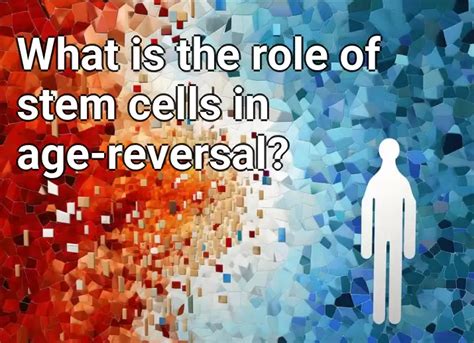 What Is The Role Of Stem Cells In Age Reversal Lifeextension Gov Capital