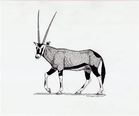 Gemsbok Drawing At Explore Collection Of Gemsbok