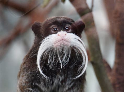 Emperor Tamarinmoustache Monkey Zsl London Zoo Emma Flickr