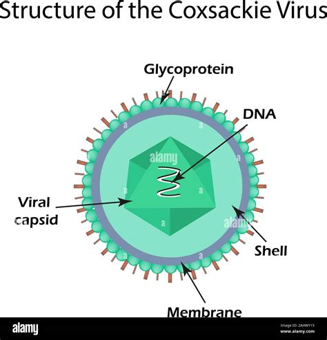 The Structure Of The Coxsackie Virus Enterovirus Infographics Vector