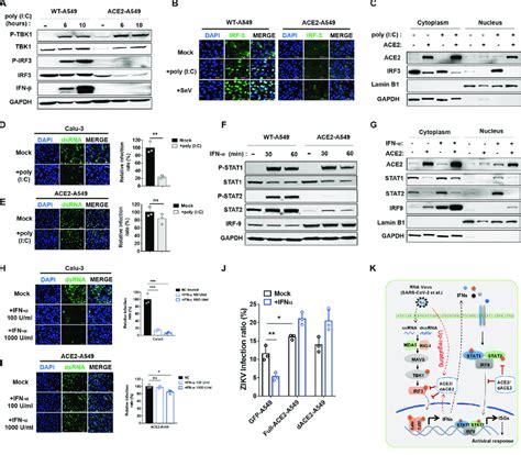 ACE2 Inhibits IFN Mediated Antiviral Responses By Suppressing The