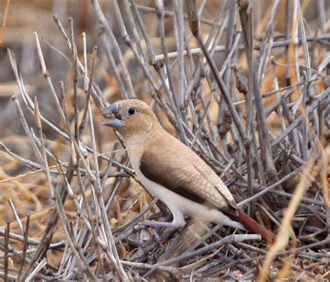 Pictures and information on African Silverbill