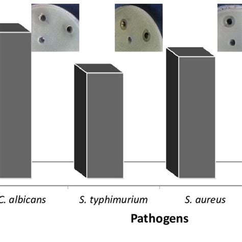 Antimicrobial Activity Of Agnps Synthesized By Streptomyces Sp Rhs