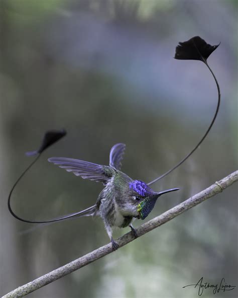 Marvelous Spatuletail — Anthony Lujan