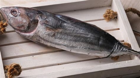 Keracunan Ikan Tongkol Gejala Penyebab Dan Cara Mengatasinya