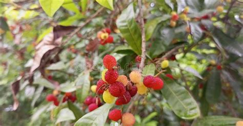 Red Bayberry Kafal Forest Fruit Of Uttarakhand India Stock Image