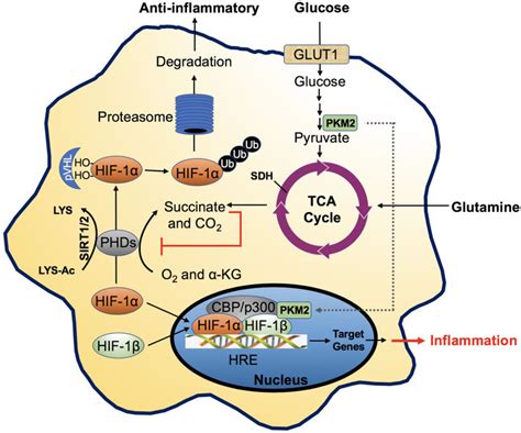 Regulation And Activation Of Hif 1α In Macrophages Download Scientific Diagram