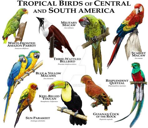 Tropical Birds Of Central And South America By Rogerdhall On DeviantArt